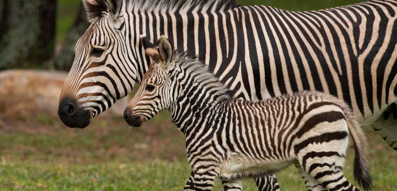 Walt Disney World announces birth of new zebra