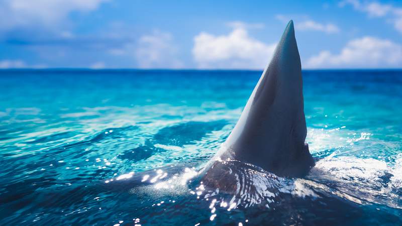 Beachgoer bitten by shark near Patrick Space Force Base, officials say