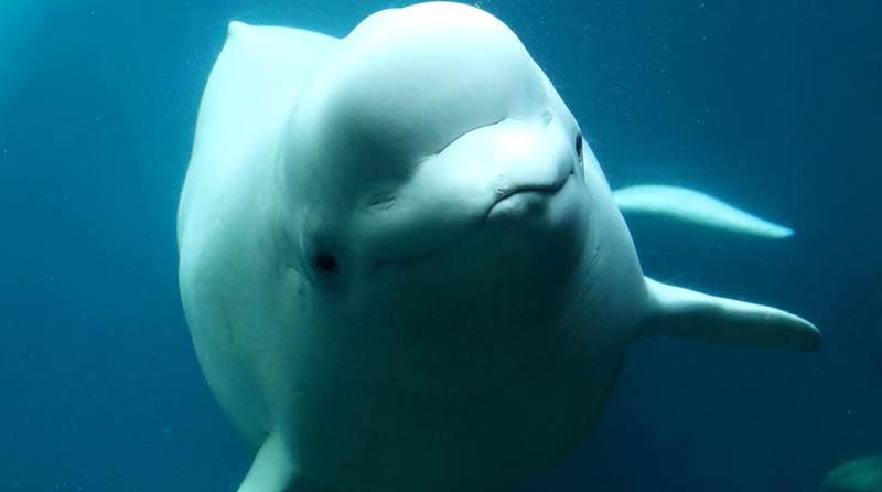 SeaWorld Orlando welcomes Nunavik, newest beluga whale