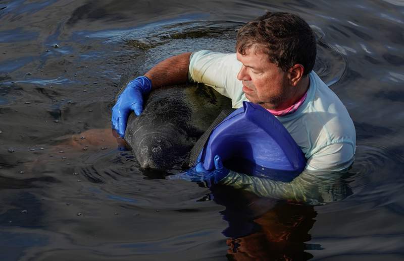 ‘Clung onto me:’ Floridians save distressed manatee after it ate toxic red tide seagrass