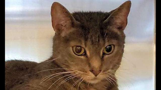 Want to adopt a pet? Here are 6 cute kitties to adopt now in Orlando