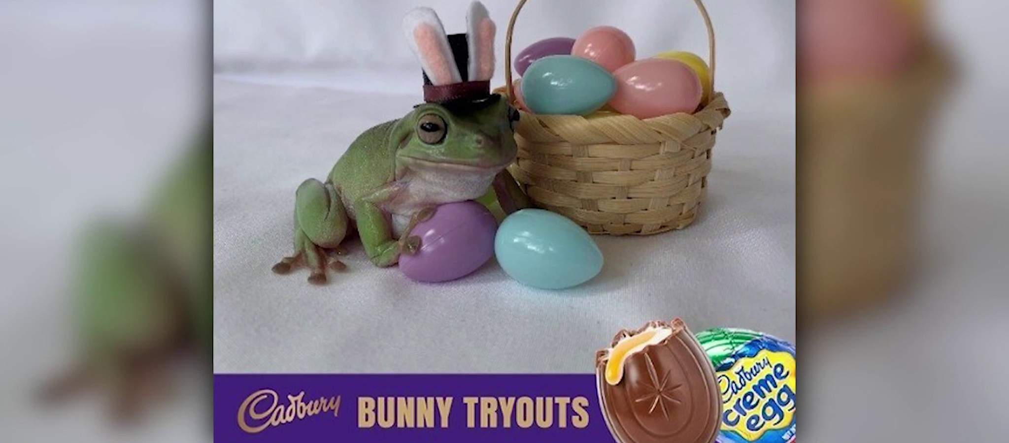 Congratulations: Orlando’s Betty the Frog named 2021 Cadbury Bunny