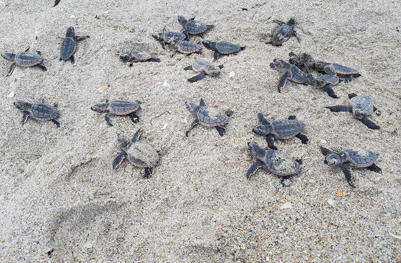 Leave them alone: Dont gather sea turtle eggs exposed by Tropical Storm Isaias