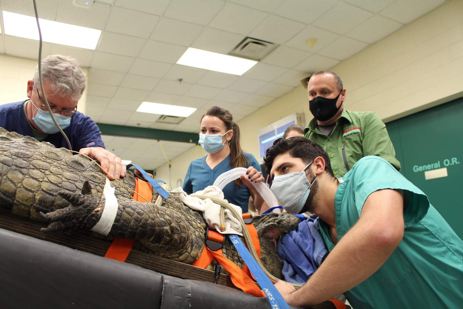 That’s not a gator: UF vets remove swallowed shoe from 341-pound croc