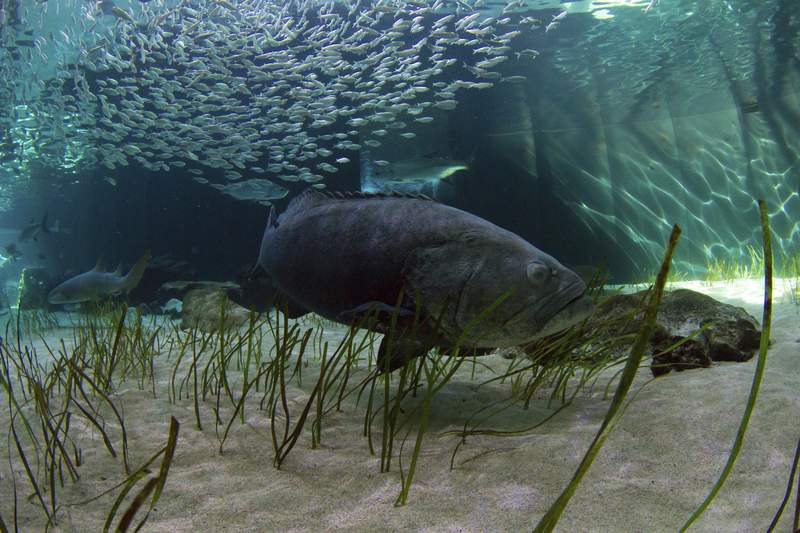Correction: Goliath Grouper-Florida story