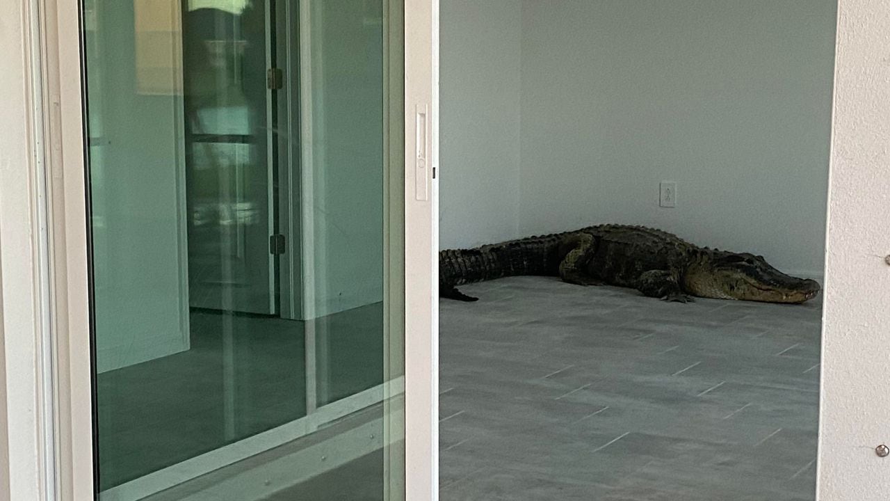 Video shows 12-foot reptile in Florida home