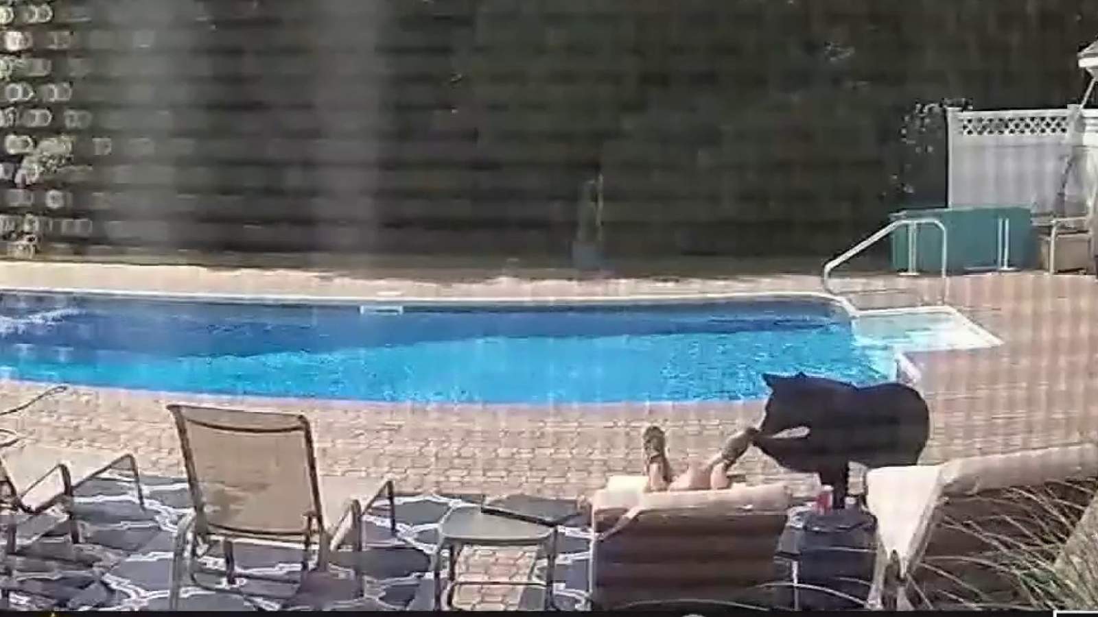 WATCH: Bear taps man’s foot, interrupts pool-side nap