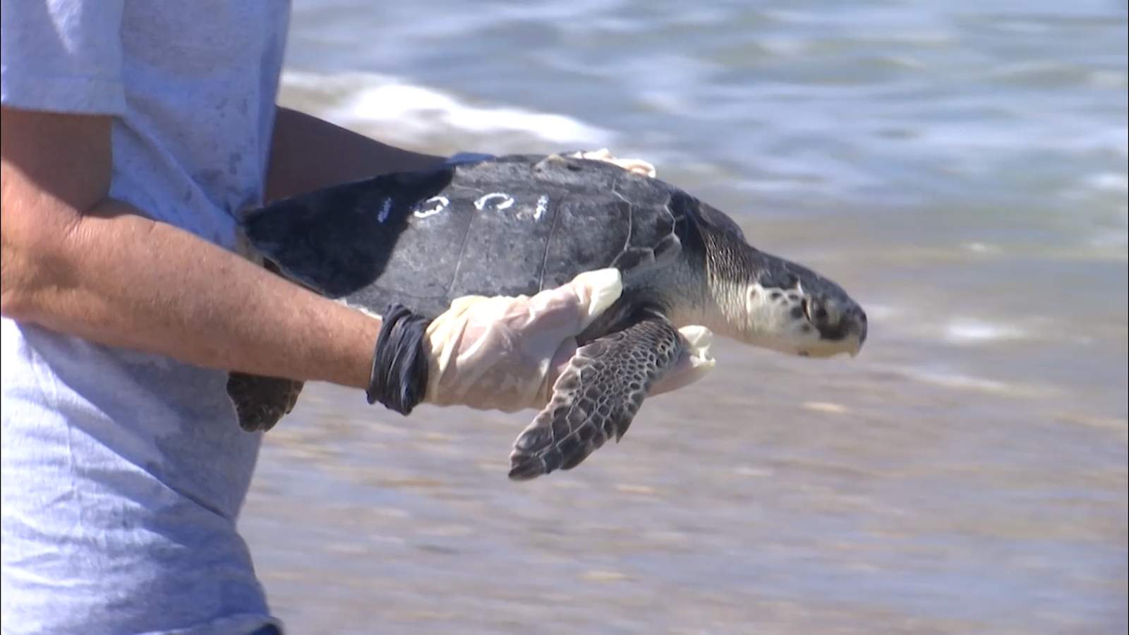37 rescued, rehabbed sea turtles released at Canaveral National Seashore
