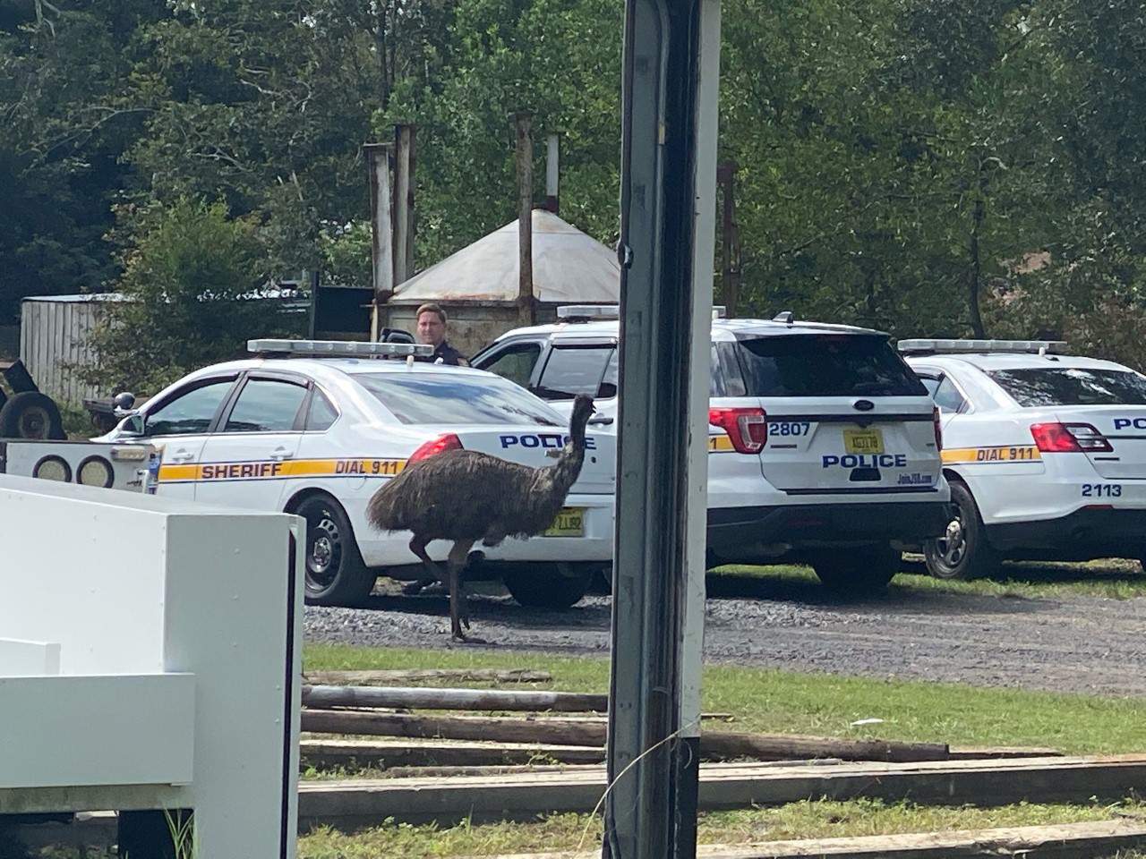 Emu captured after chasing people around Florida neighborhood