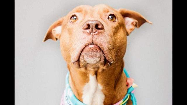 Dogs in Orlando looking for their furr-ever homes