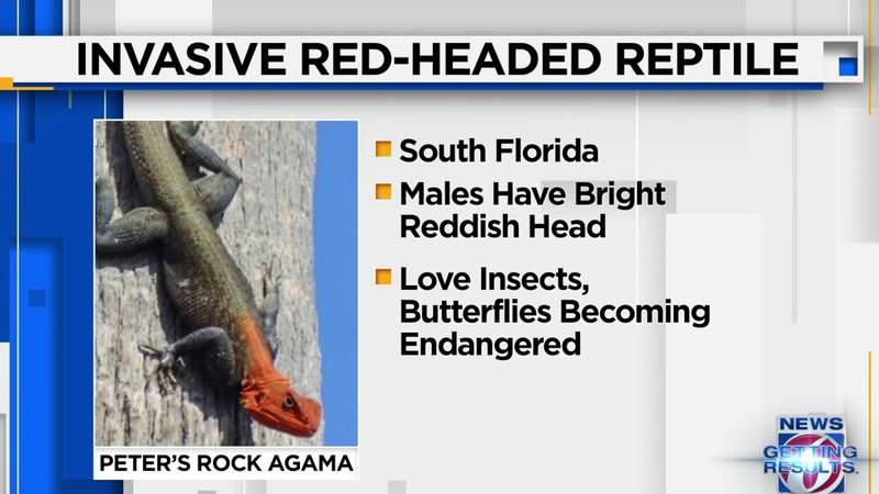 Red-headed reptiles spreading across South Florida, raising concern