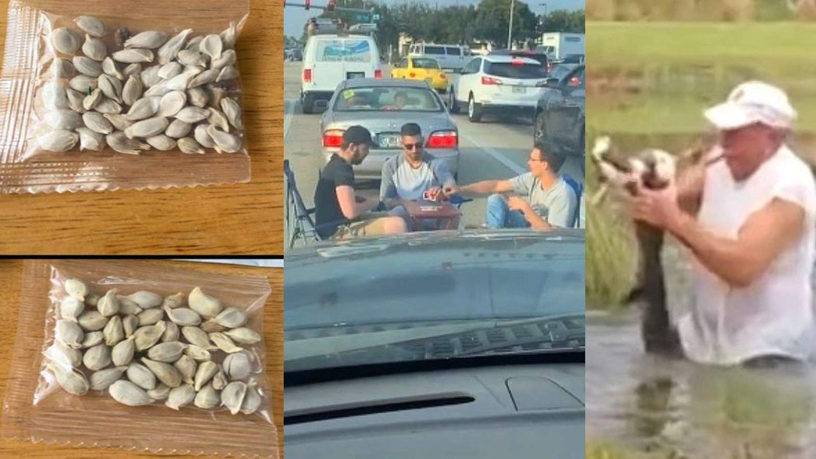 23 of the strangest things that happened in Florida in 2020
