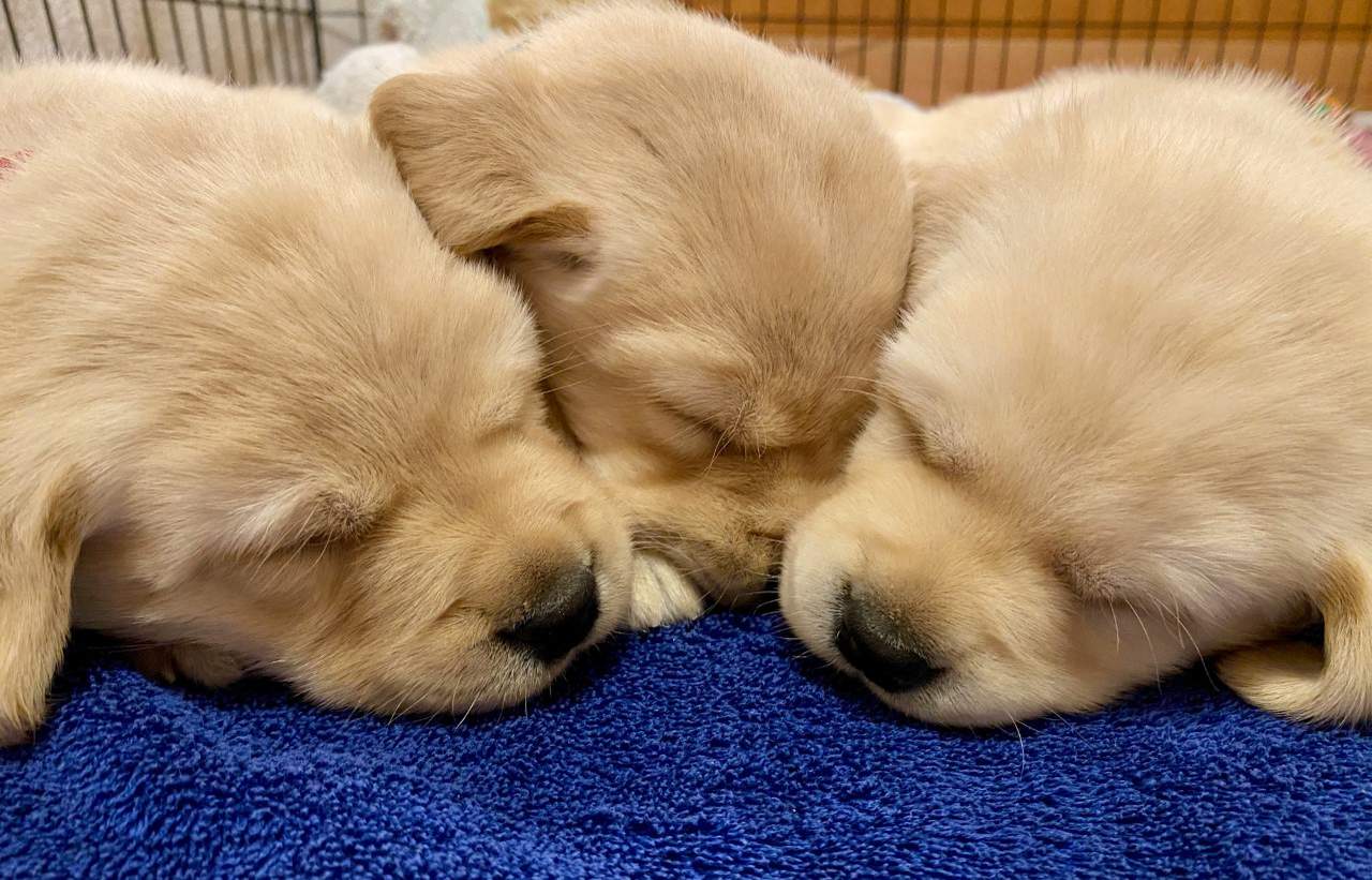 Stay at home and look at these adorable puppies on a live puppy cam