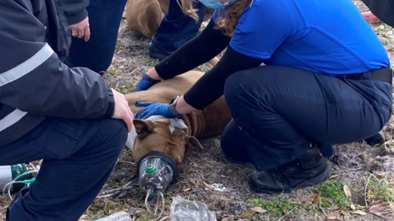 Dogs rescued from Sumter County house fire
