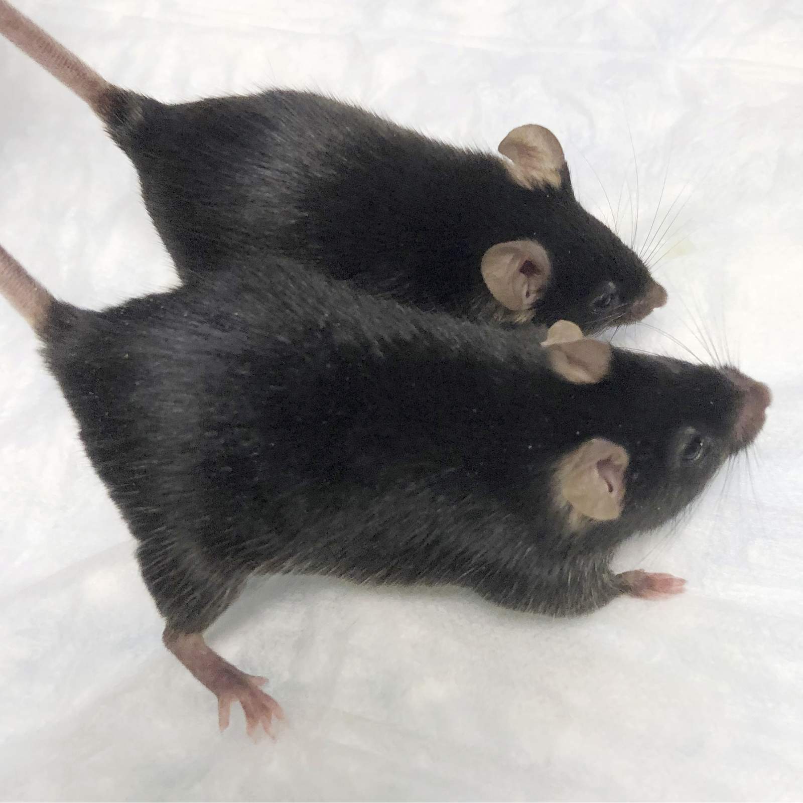 ‘Mighty mice’ stay musclebound in space, boon for astronauts
