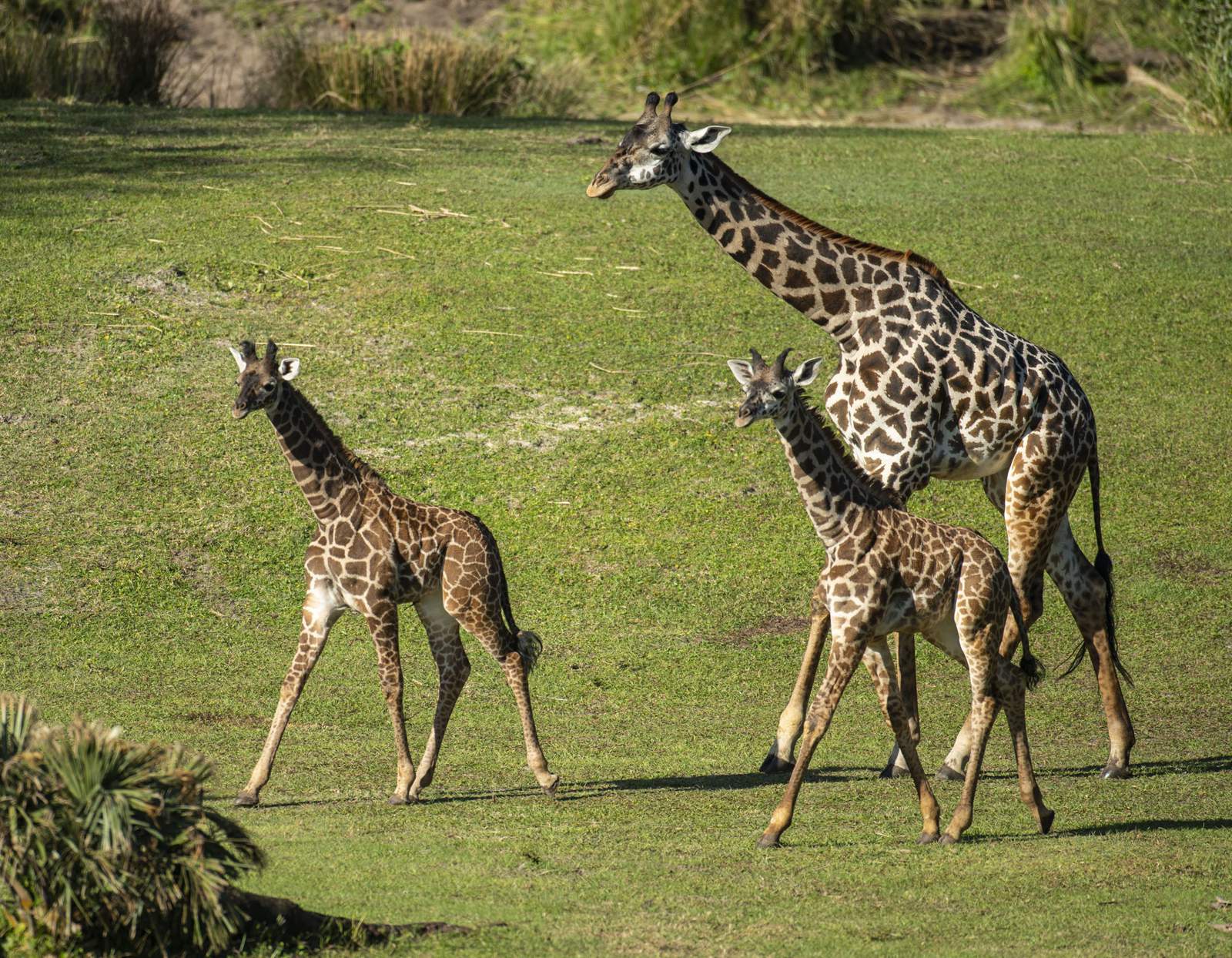 Disney’s Animal Kingdom welcomes pair of Masai giraffe calves to savanna