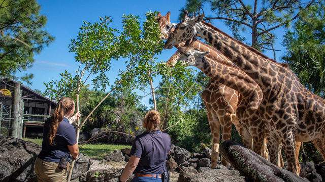 Brevard Zoo Ranks Among 30 Best Zoos In Us In New Report