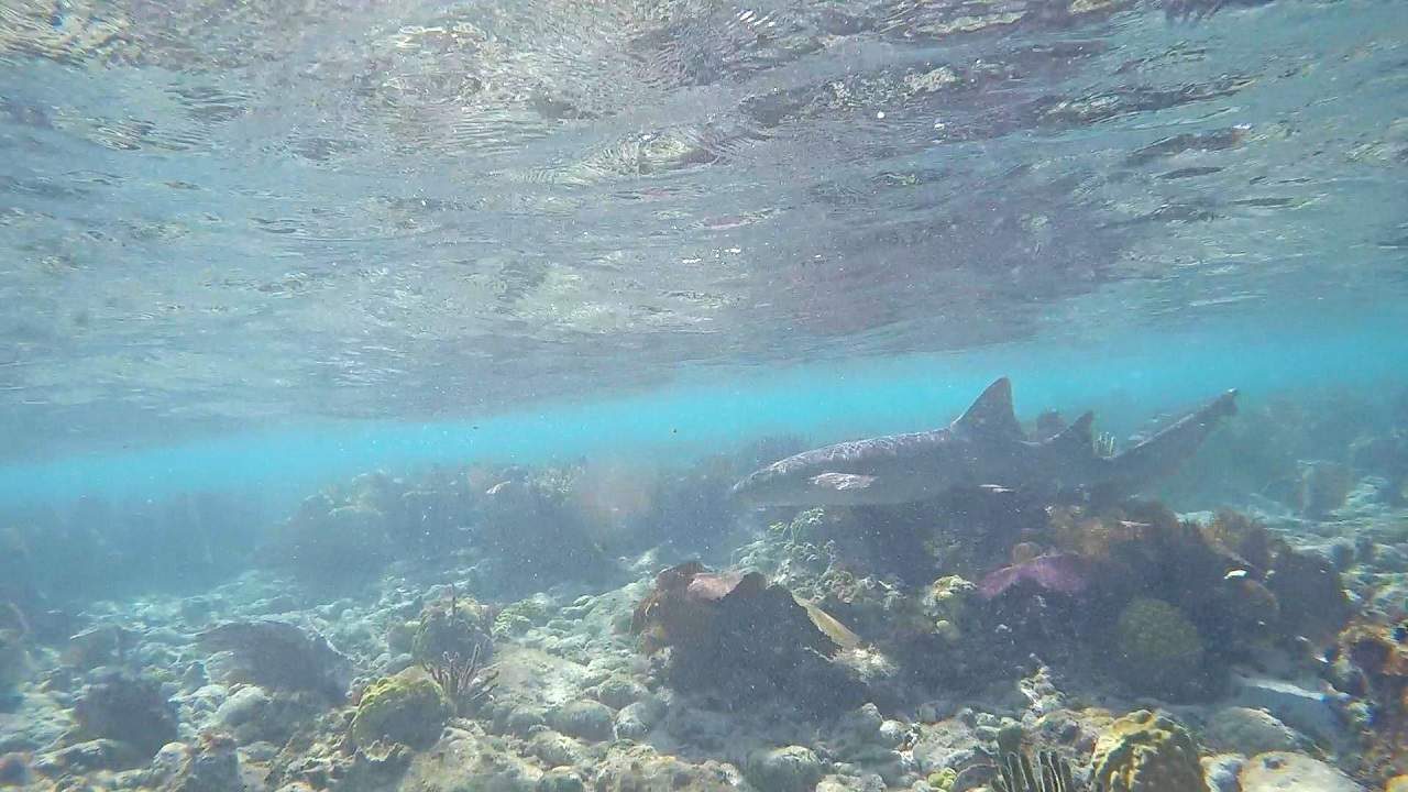 Video: Shark latches onto mans arm at Florida beach