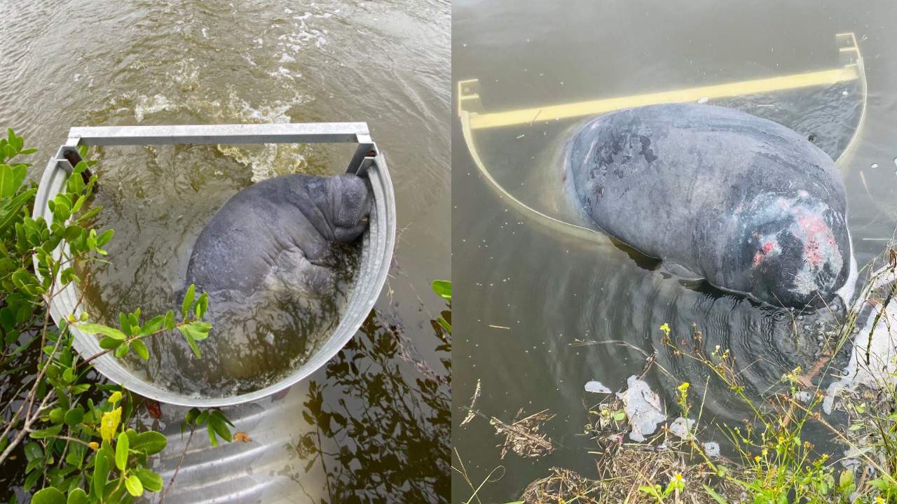 Entrapped manatees rescued in Merritt Island after Tropical Storm Eta