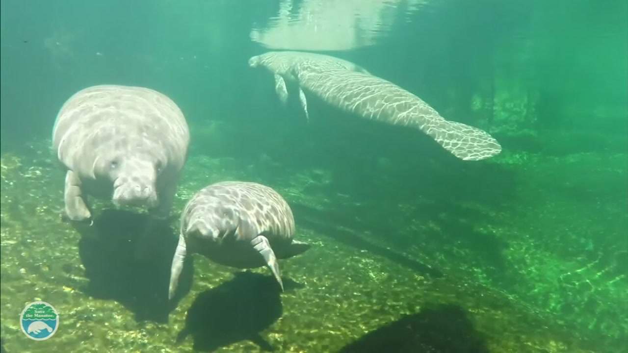 Save the Manatee Club in need of manatee observers at Blue Spring State Park