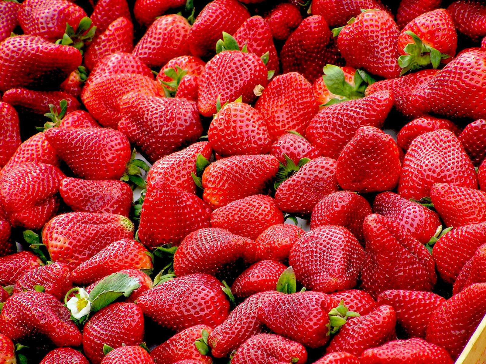 Strawberry picking season starting in Central Florida