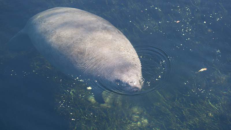 782 manatees have died in Florida so far in 2021. Here’s what could be to blame.
