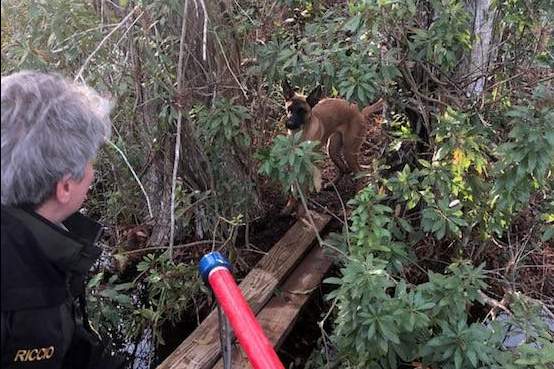 Officer rescues dog trapped from marsh area known to have gators