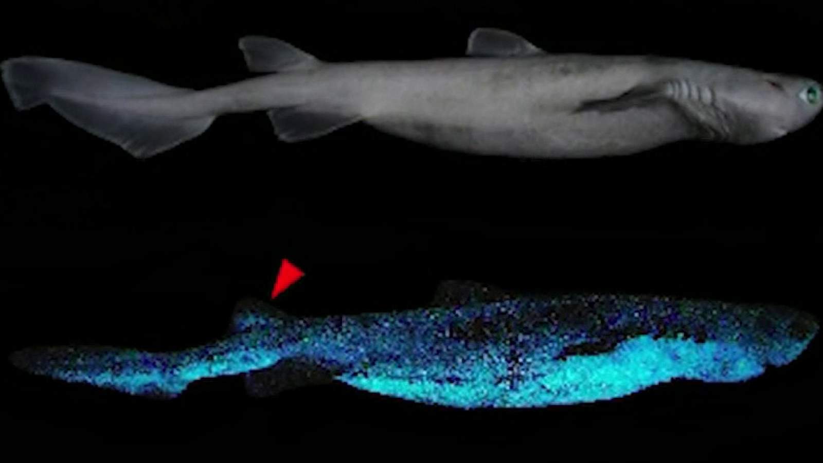 Shining discovery: Glow-in-the-dark sharks found off New Zealand