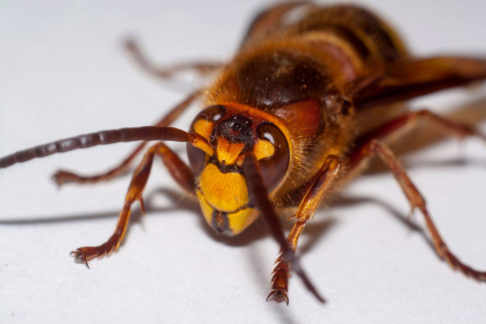 Invasive ’Murder Hornet’ spotted in US for first time