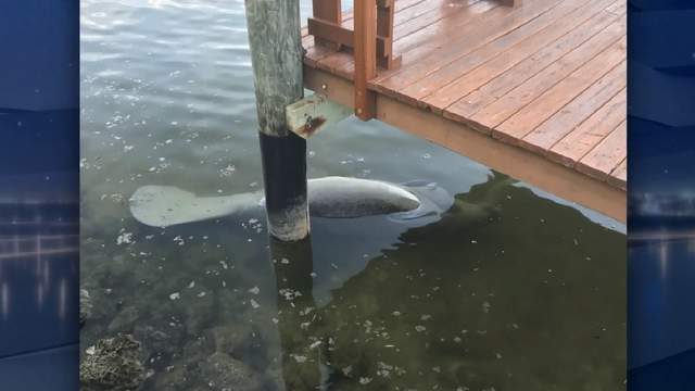 Dead manatee found floating in Marco Island