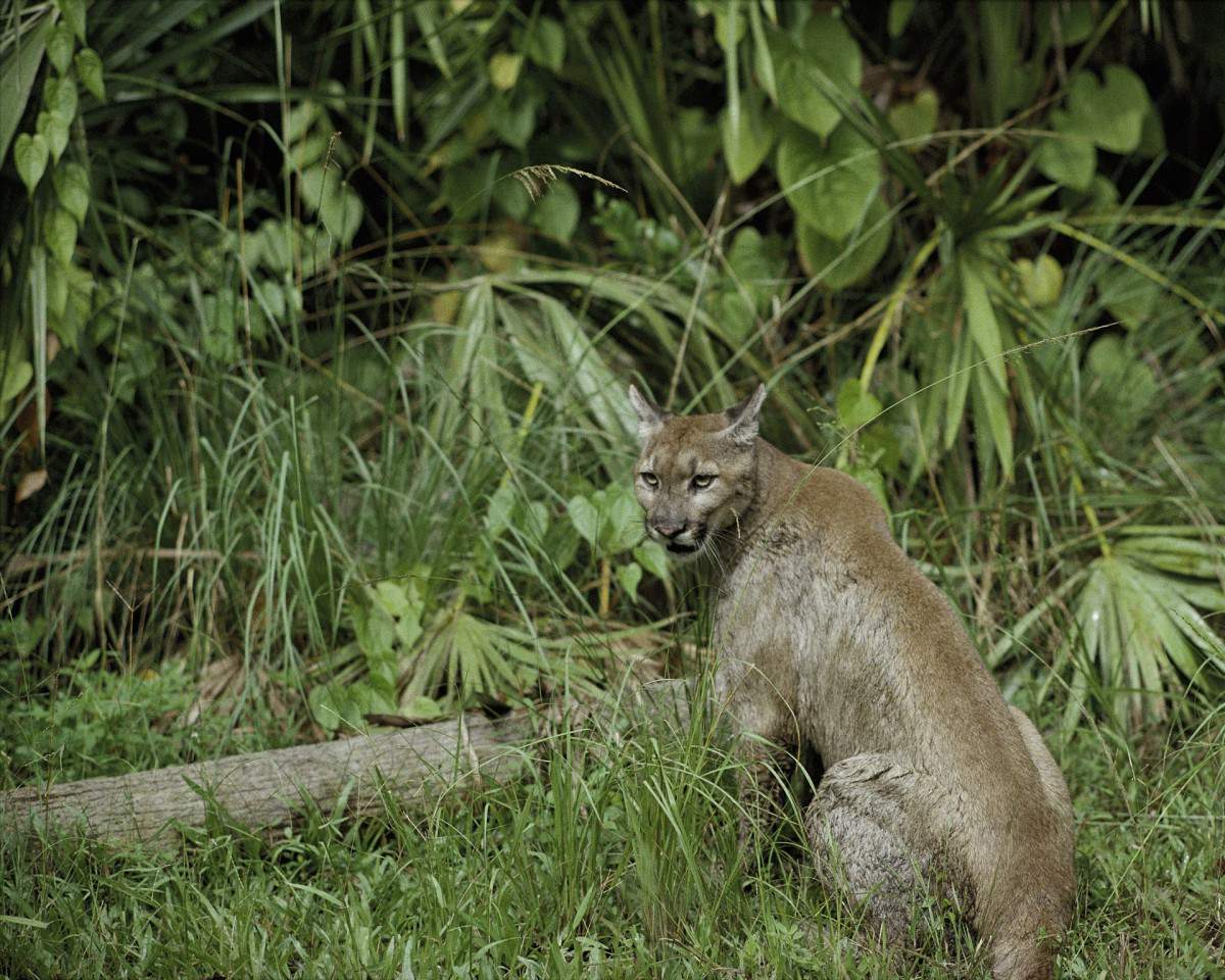 Florida panther struck and killed by vehicle