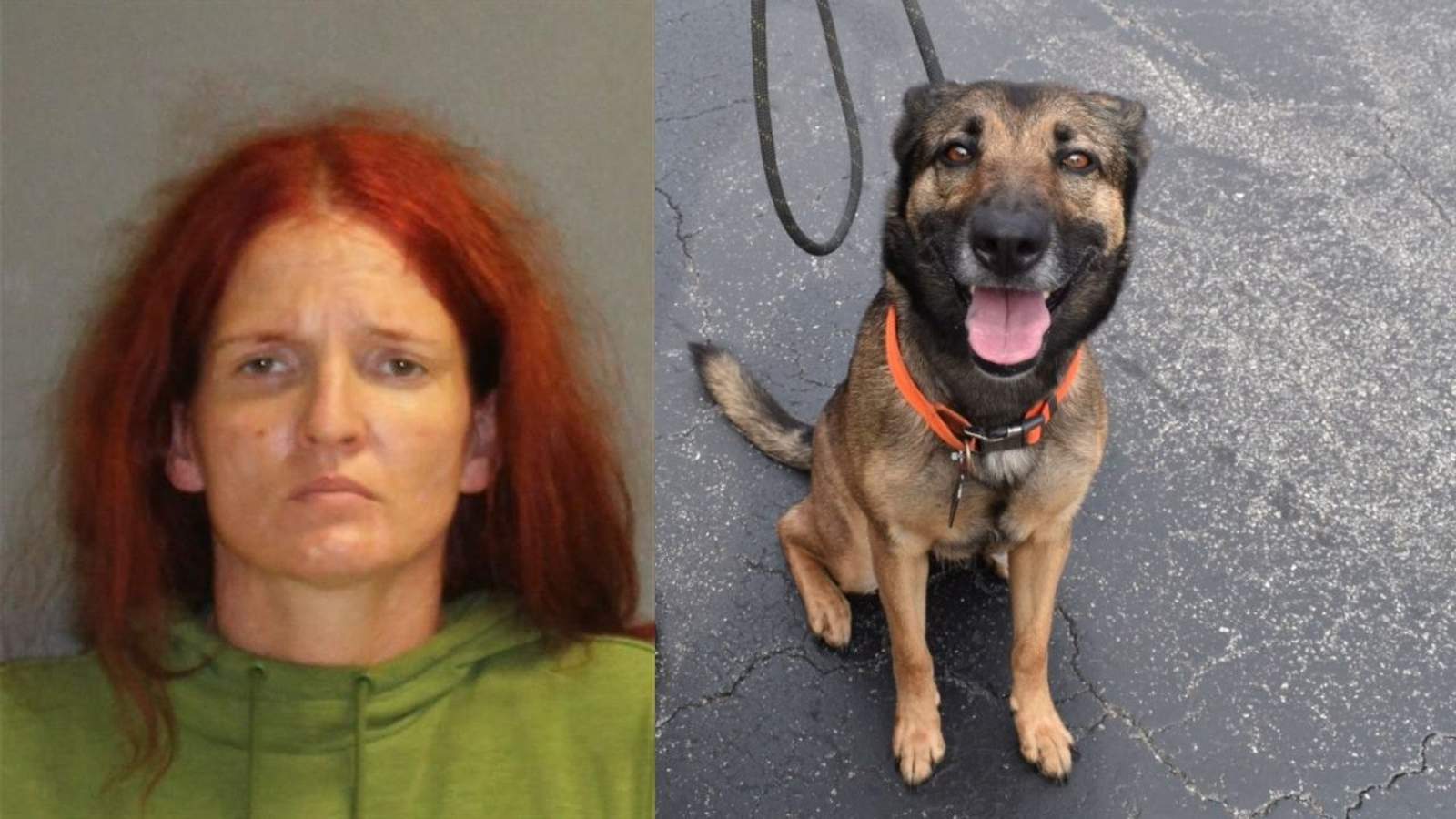 Woman throws dog off 2nd floor Daytona Beach motel balcony, deputies say